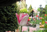 Tulipany o nazwie  - "Mata Hari"