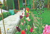 Tulipany preferują  glebę  próchniczną, o odczynie obojętnym, lekko kwaśnym lub zasadowym.