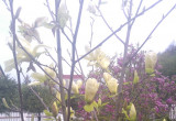 Magnolia żółta wydziela piekny zapach
