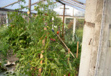 Pomidory pod folię wysadzam w drugiej połowie kwietnia, a do gruntu po ostatnich przymrozkach, czyli po 15 maja.