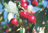 Rajskie jabłuszka są zimowym przysmakiem ptaków. Mogą być też ozdobą, np. tortów.