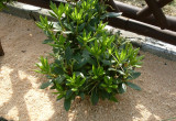Różanecznik czyli  Azalia  (łac. Rhododendron)