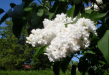 Tuż przy ogrodzeniu zakwitł krzew białego bzu i  może być dla wielu osób zaskoczeniem jego prawdziwa nazwa : lilak pospolity (łac. Syringa vulgaris)