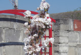 Zaletą ozdobnej wiśni 'Amanogawa' są duże kwiaty długo utrzymujące się na pędach.