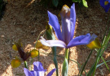 Zbliżenie na kwiaty irysów