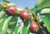 Larwy owocówki jabłkóweczki często także żerują na gruszach, pigwach, morelach, brzoskwiniach i orzechach włoskich. 