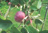 Oprysk przeciwko szkodnikom należy stosować jedynie na późnych odmianach jabłoni.