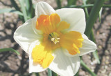 Wiosenne kwiaty cebulowe kończą wegetację na przełomie czerwca i lipca. Wtedy też można je wykopywać.