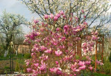 Magnolia przyciąga uwagę w kwietniu i maju mnóstwem kwiatów.