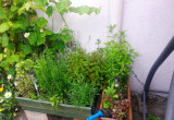ogródek ziołowy 