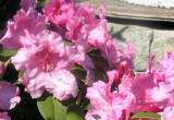 Rhododendron jakushimanum "Fantastica"