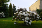 Rododendron biały.