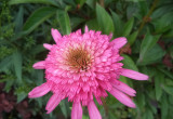 Różowa jeżówka o pełnym kwiatku