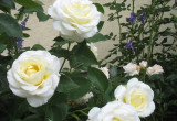 Fryderyk Chopin--ulubiona róża 