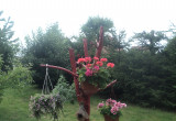 Grusza, która mało owocowała, zamieniła się w wieszak na doniczki z kwiatami. Pomalowałam drzewko sprayem na czerwono. Otoczona jest kamyczkowym kręgiem.