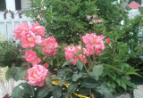 Królowa jest tylko jedna… - róża wielkokwiatowa jedyna w moim ogrodzie.