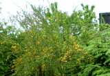 Krzew ozdobny na terenie ogródka. Jego piękne żółte kwiatki wyróżniają się na tle otaczającej zieleni.