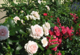 Larisa i Gartnerfreude -róża okrywowe 