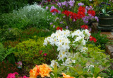 Maj w moim ogrodzie to festiwal azalii - wielkokwiatowych i japońskich.