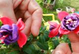 Porównywanie kwiatów różnych roślin czy są tej samej odmiany
