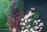 powojnik i róza  kupione w Biedronce w zeszłym roku