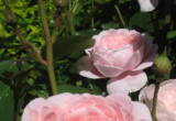 Queen of Sweden -jedna z wielu róż w ogrodzie 