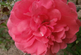 Róża wielkokwiatowa ;)