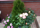 Róże otrzymane w zimowym prezencie przeniesione na taras w kwartecie z tuja, lobelią i osteospermum.
