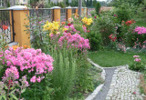 Różowe folksy są główna ozdoba ogrodu.