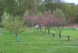 Sad. Niestety brzoskwinie będzie trzeba powoli zacząć wymieniać na nowe drzewa. Wszystkie widoczne na zdjęciu brzoskwinie zostały posadzone z pestki.