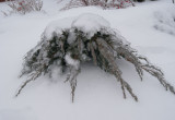 Urok krzewów zimą :)