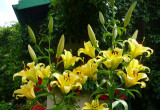 W letnim ogrodzie czarują lilie - ich uroda i oszałamiający zapach sprawiają, że nie sposób przejść obok nich obojętnie...
