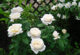 Białe róże