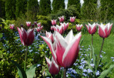 Co roku powiększa sie moja kolekcja tych pięknych roślin cebulowych.Na zdjęciu tulipany ''Klaudia'' w otoczeniu niezapominajek