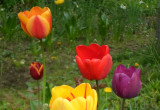 I kolejne tulipany