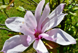 Magnolii kwiat