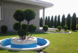Nasz  ala bonsai  zrobiony z tuji