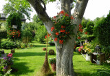 Nie wyobrażam sobie ogrodu bez pelargoni,wieszam,gdzie się da :)