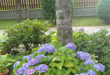 Niebieska hortensja na tle różaneczników ,azalii i jałowca płożącego.