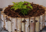 patat w doniczce zrobionej z opony, brzozy  i kory