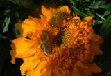 Pszczółki kochają aksamitki, a aksamitki w ogrodzie odstraszają krety i nornice.