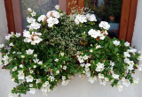 Biała ogrodowa kompozycja kwiatowa
