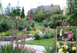 Centralna część ogrodu z widokiem na wspomnianą powyżej różankę i dwoma kolejnymi, taras (kamienny uskok) z niskimi bylinami i rozchodnikami oraz kwitnącą na różowo aptenią