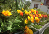 energetczny kolor wiosną daje nadzieje :)