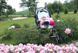 Goździki - pierwsze kwiaty w moim ogrodzie corocznie tworzą barwny dywan