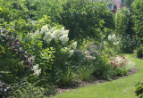 Hortensje bukietowe królują w lipcu - tutaj moja ulubiona odmiana 'Vanilla Fraise'