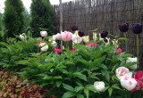 kolorowe pole tulipanów pomiędzy peoniami