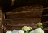 "Moja królowa lata" - Hydrangea arborescens 'Annabelle'