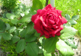 róże królują w moim ogrodzie : )