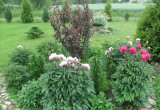 Sześciokątna rabata - po tulipanach, hiacyntach i krokusach zakwitają różowe i bordowe piwonie